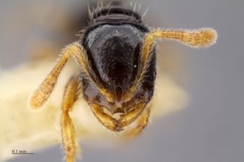 Media type: image;   Entomology 516378